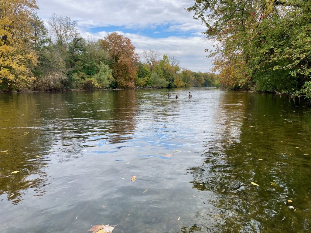 ducks paddling on the river