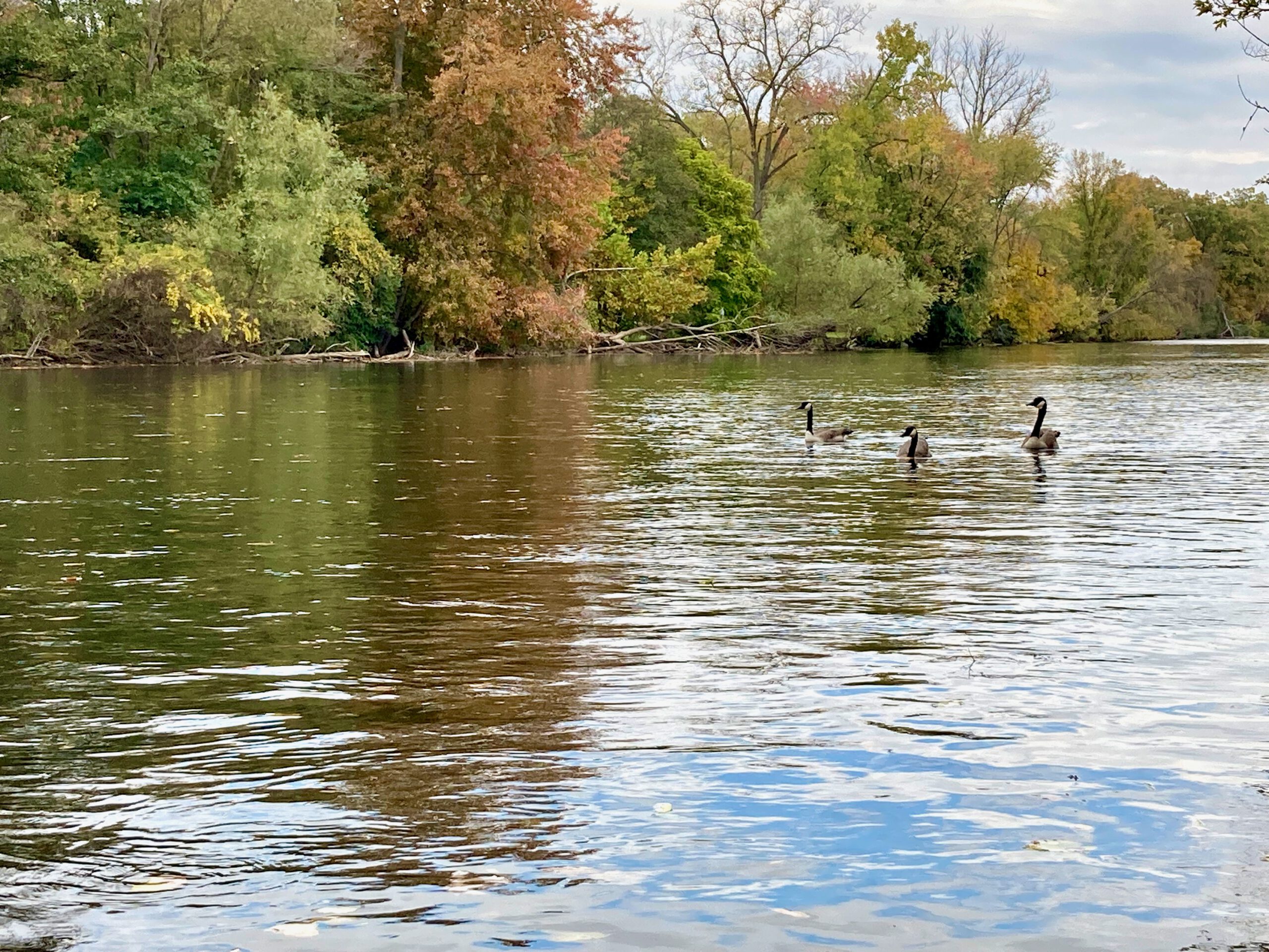 ducks paddling on the river