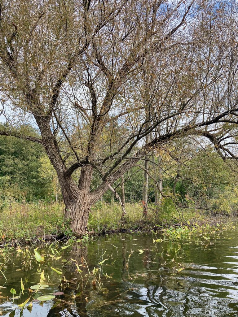 a willow tree on the bank of the river